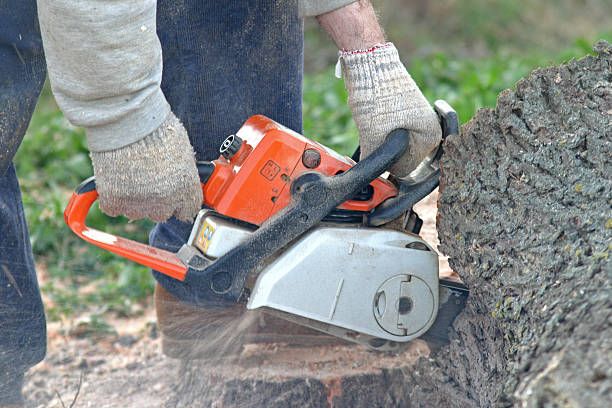 How Our Tree Care Process Works  in  Ringwood, NJ